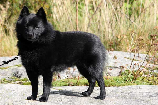 Schipperke kennel hot sale